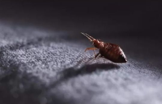 Cum sa scapi de puricii din covoare