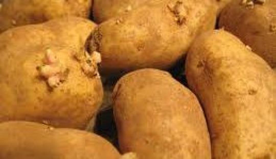 Cum sa evitati incoltirea cartofilor in camara
